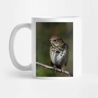 Hermit Thrush Mug